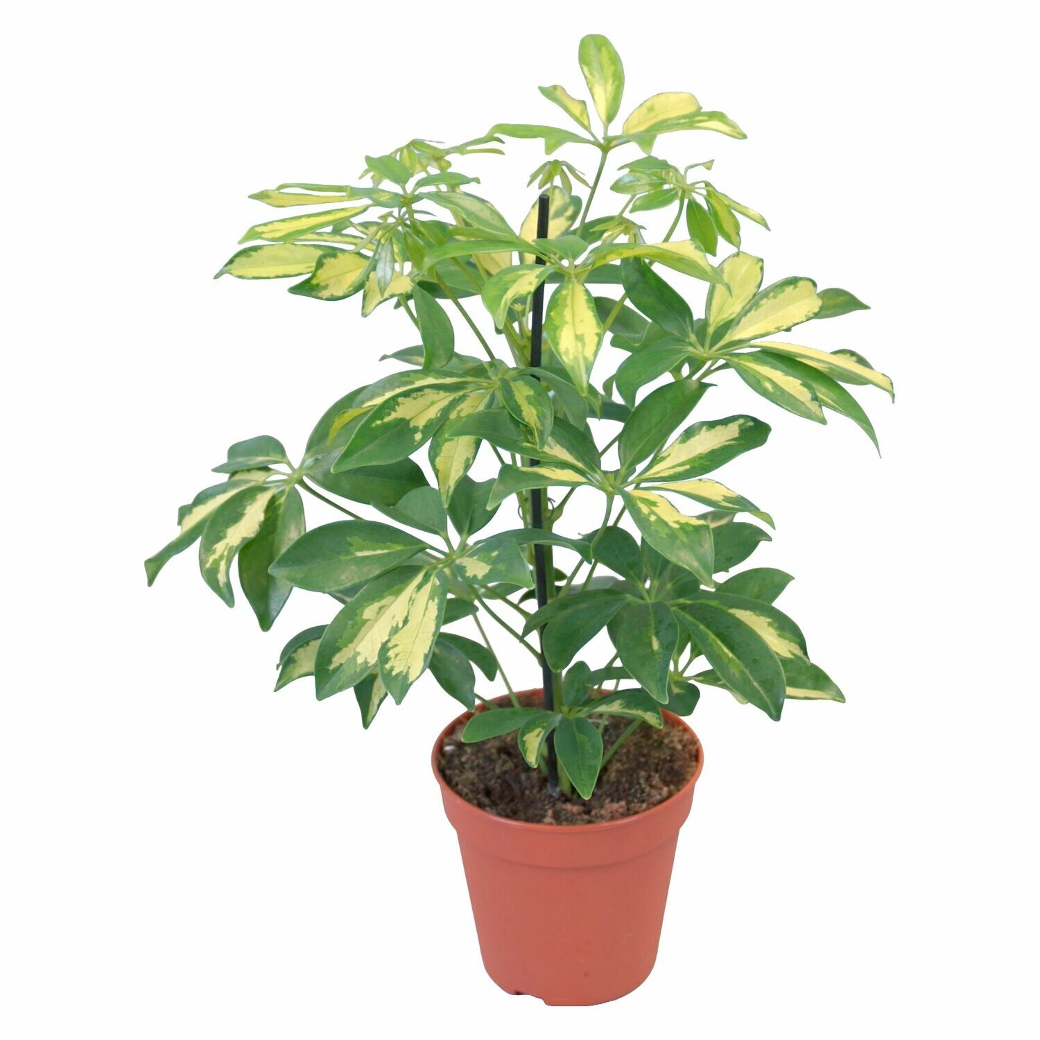 Шеффлера (лат. Schefflera)