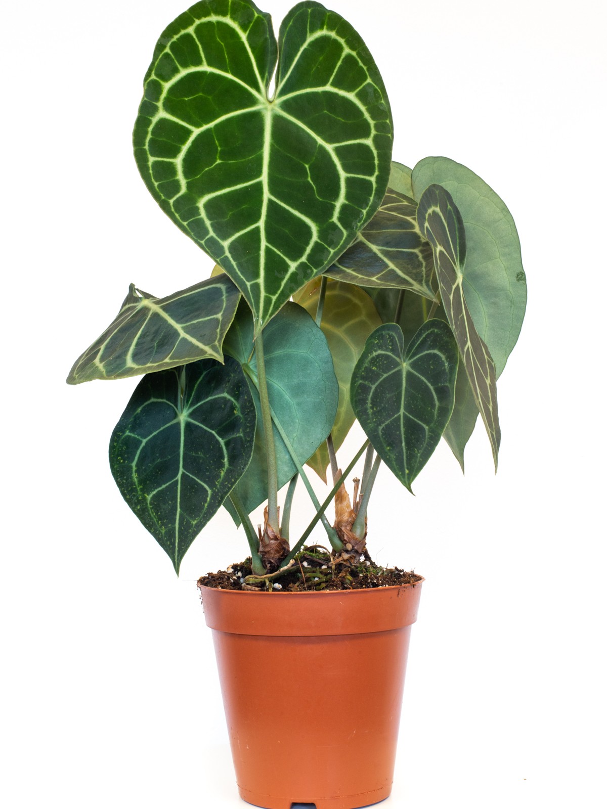 Антуриум (лат. Anthurium)