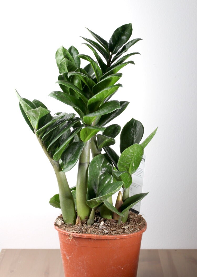 Замиокулькас (лат. Zamioculcas)