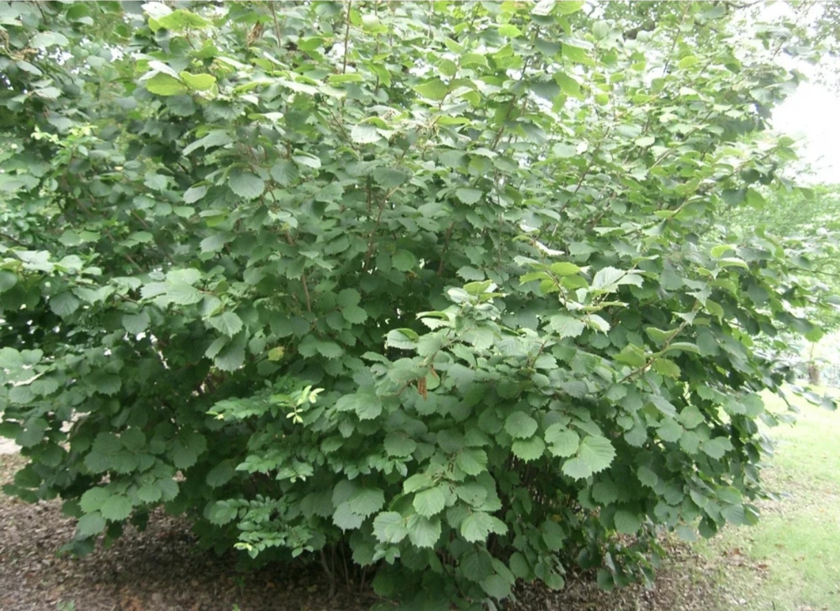 Лещина и фундук