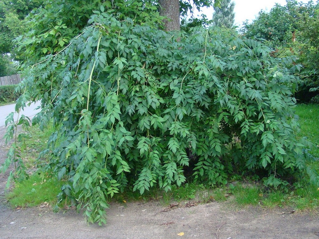 Ясень