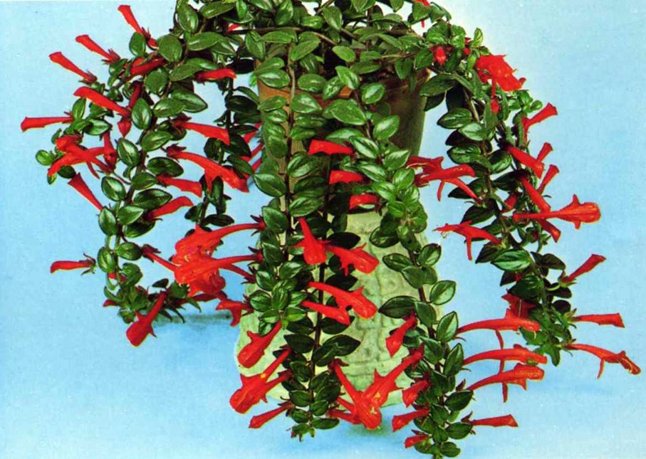 Колумнея (лат. Columnea)