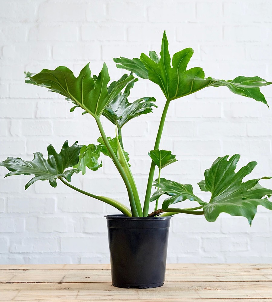 Филодендрон (лат. Philodendron)