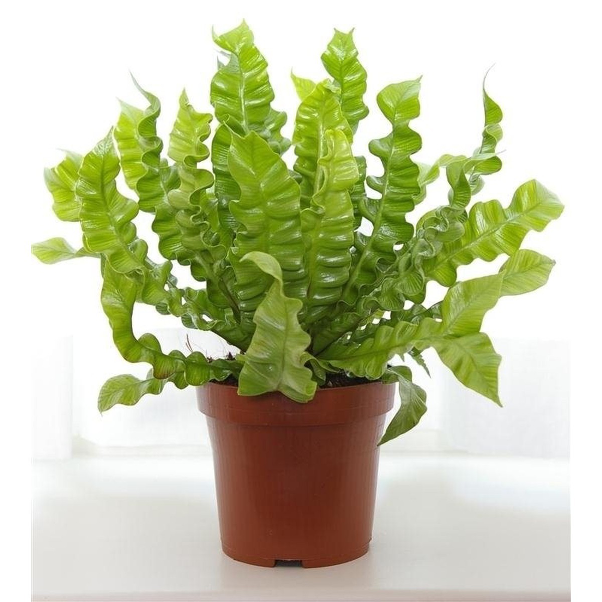 Асплениум (лат. Asplenium) (папоротник)