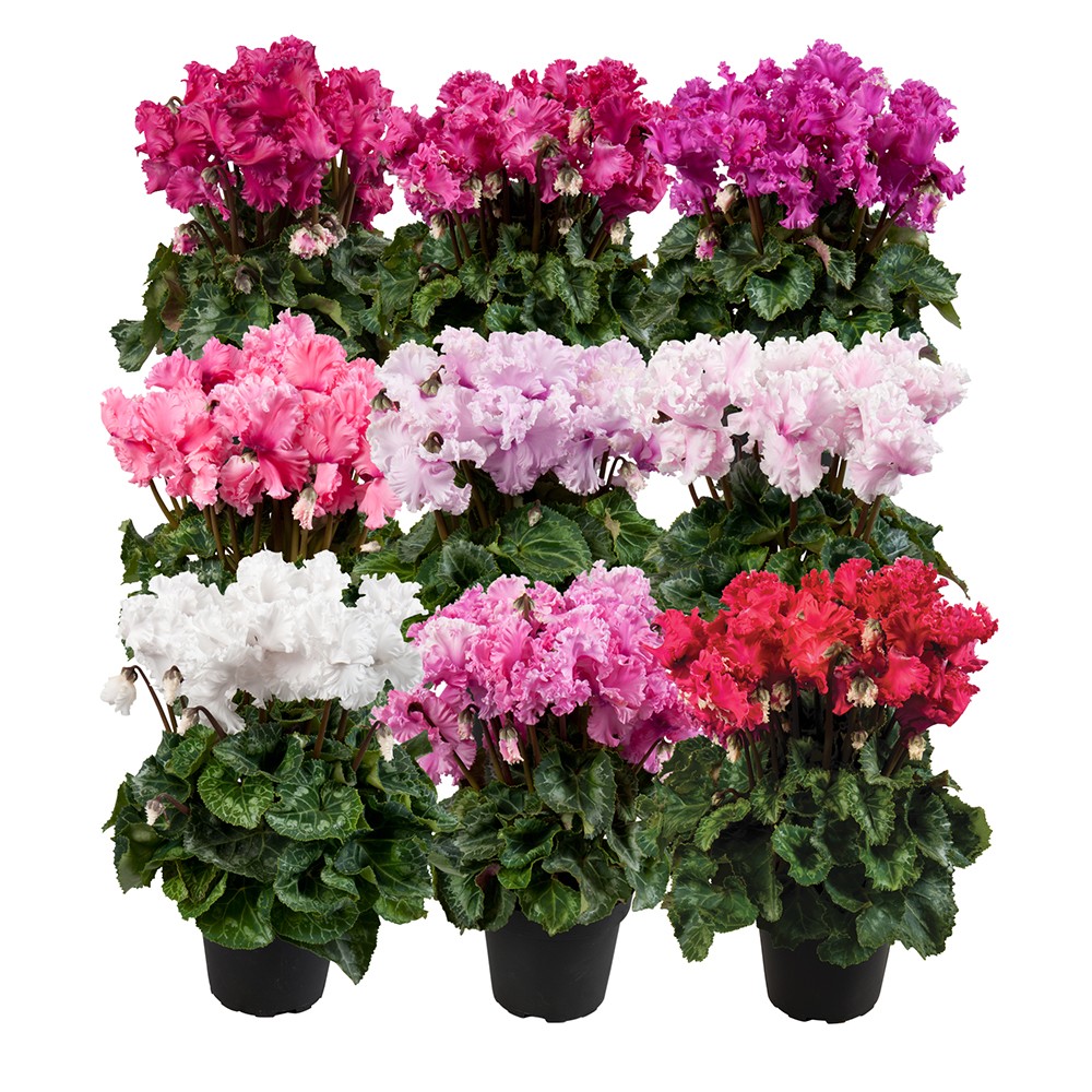 Цикламен (лат. Cyclamen)