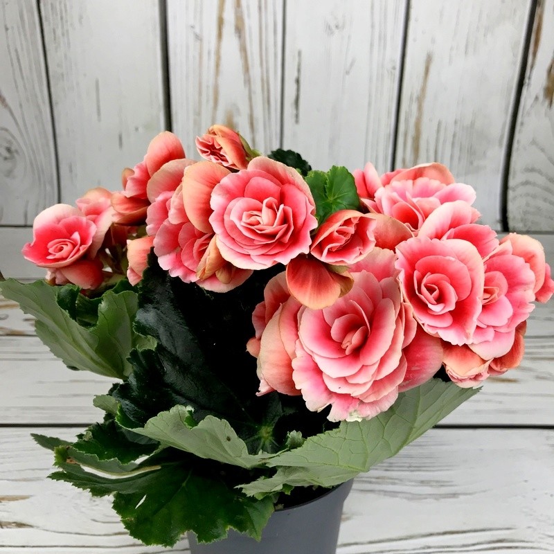 Бегония (лат. Begonia) 