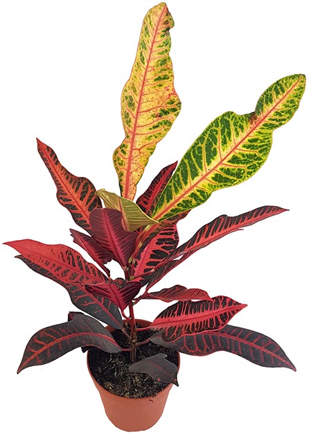 Кодиеум (кротон) (лат. Codiaeum)