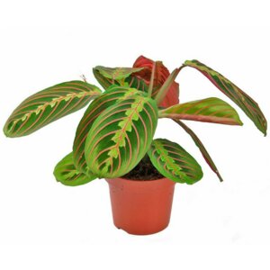 Маранта трехцвентная  Родники  Родники