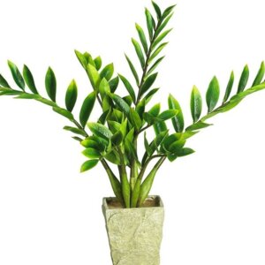 Замиокулькас  (лат. Zamioculcas) Родники  Родники
