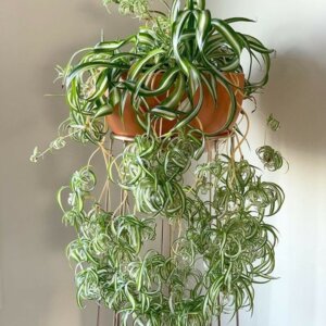 Хлорофитум  п/к Бони  Родники  Родники