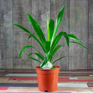 Юкка без ствола (лат. Yucca) 250 Родники  Родники