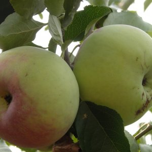 Яблоня ВЭМ Сувенир ОКС Родники  Родники