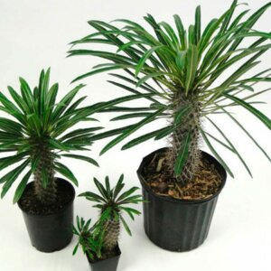 Пахиподиум Родники  Родники