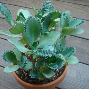 Бриофиллум (доктор без ножа) Bryophllum Родники  Родники