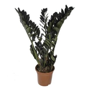 Замиокулькас Raven Родники  Родники