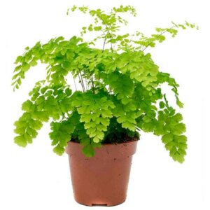 Адиантум венерин волос  Родники  Родники