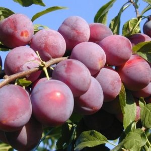 Слива Нижегородская (домашняя) ЗКС Родники  Родники