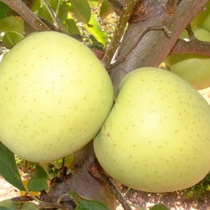 Яблоня Голден Делишес ОКС Родники  Родники