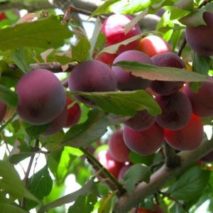 Слива Евразия 21 (домашняя) ЗКС Родники  Родники