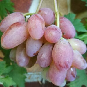  Родники