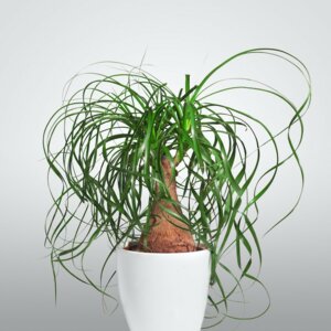 Нолина 9500 Родники  Родники