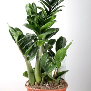 Замиокулькас 14/45 Зензи Родники  Родники