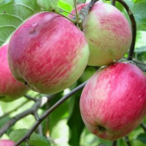 Яблоня Афродита ЗКС Родники  Родники