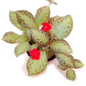 Эписция (лат. Episcia Tricolor) Родники  Родники
