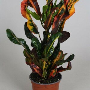 Кодиеум Мамми  (лат. Codiaeum Mammy) Родники  Родники