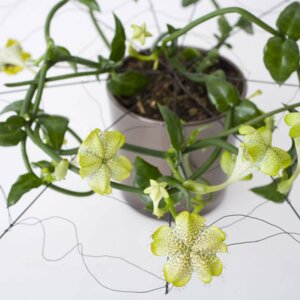 Церопегия Сандерсона (лат. Ceropegia sandersonii) Родники  Родники