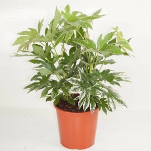 Фатсия пестролистная в ассорт. D 15-20 Fatsia Родники  Родники