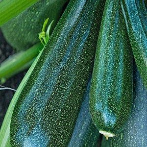 Кабачок Цукеша Родники  Родники