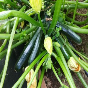 Кабачок цуккини Фараон Родники  Родники