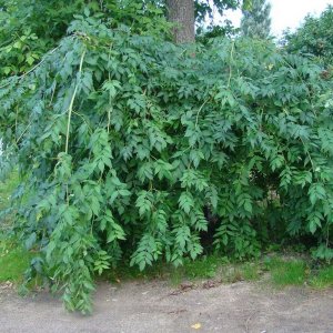 Ясень обыкновенный "Однолистный плакучий" Родники  Родники