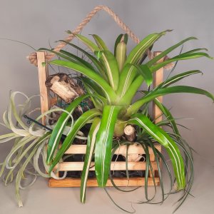 Тилландсия атмосферная п/к (лат. Tillandsia) Родники  Родники