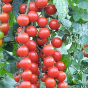 Томат Русская коса красная Родники  Родники