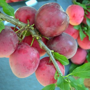 Алыча Июльская Роза Родники  Родники