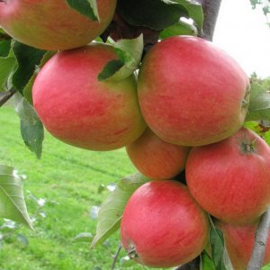 Яблоня Арбат (колоновидная) ОКС Родники  Родники