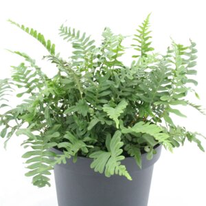 Многоножка (лат. Polypodium) папоротник Родники  Родники