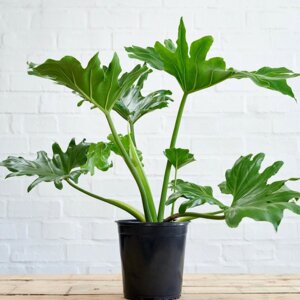 Филодендрон селло (лат. Philodendron selloum) Родники  Родники