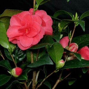 Камелия (лат. Camellia) Родники  Родники