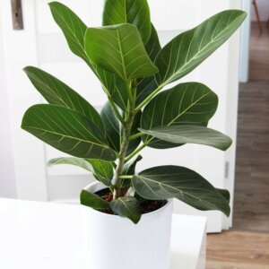 Фикус Бенгальский Андрей Родники  Родники