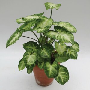 Сингониум (лат. Syngonium) Родники  Родники