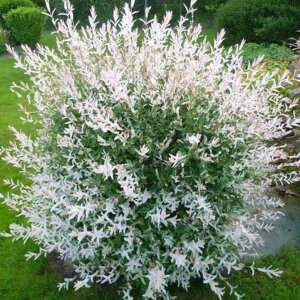 Ива цельнолистная Хакура Нишики (Salix integra Hakuro-nishiki) Родники  Родники