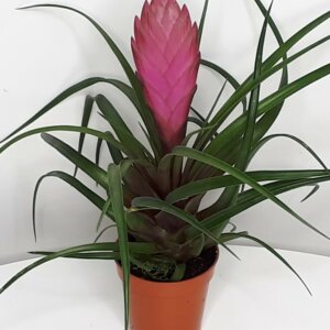 Тилландсия Родники  Родники