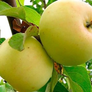 Яблоня Диалог (колоновидная) ЗКС Родники  Родники