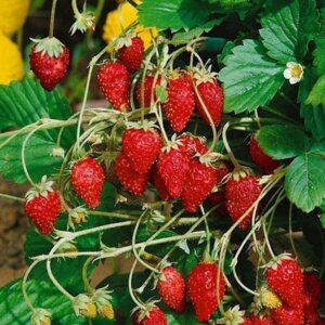 Земляника лесная - Барон Солемахер (безусая) Родники  Родники