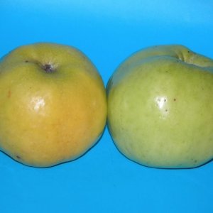 Яблоня Антоновка ЗКС Родники  Родники