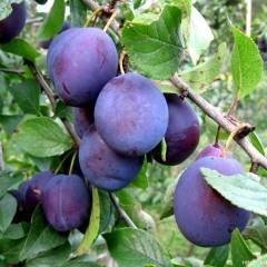 Слива Яичная синяя (домашняя) ЗКС Родники  Родники
