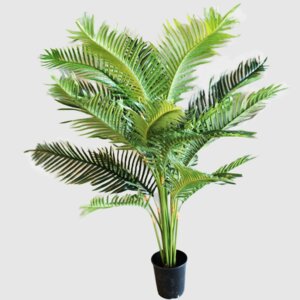 Пальма Робеллини Родники  Родники